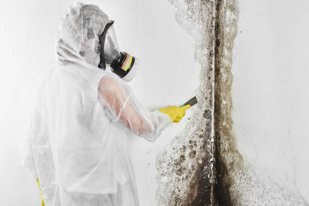 Best Basement Mold Remediation in Oskaloosa, KS