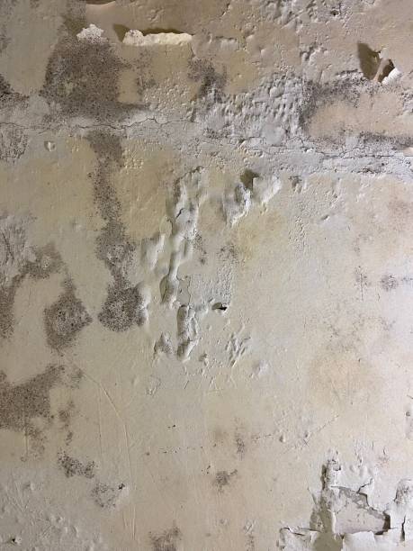 Best Emergency Mold Remediation in Oskaloosa, KS